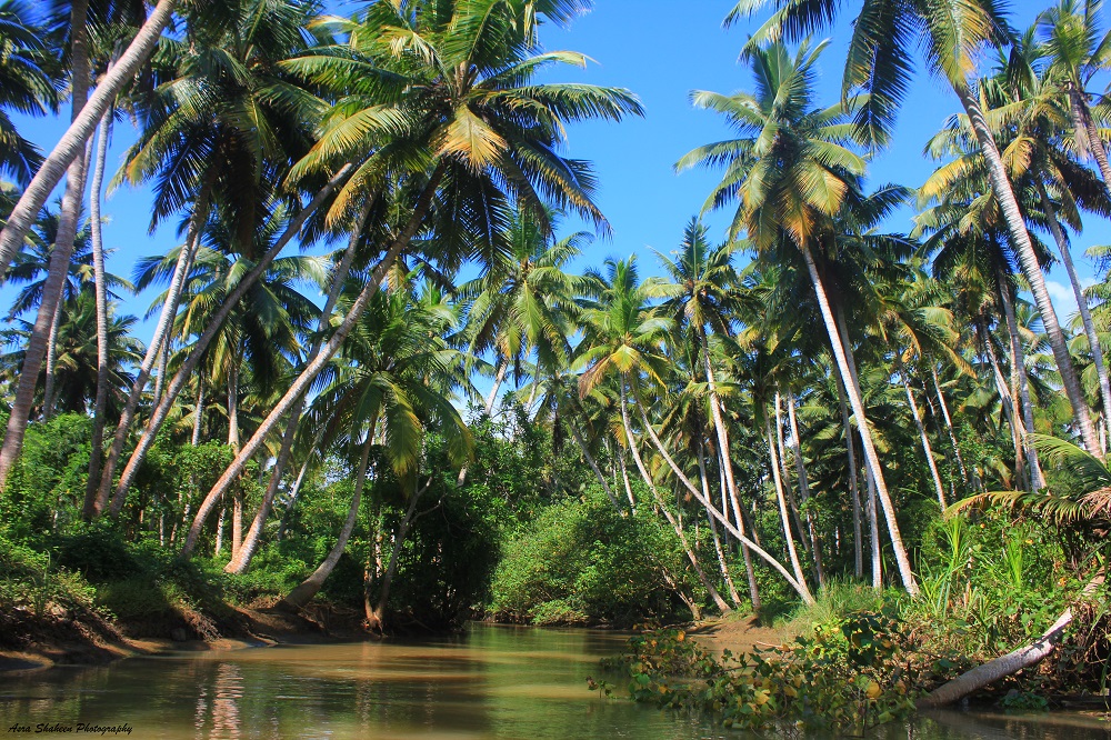 marshlands with trees and river.
Places-to-visit-in-Kovalam