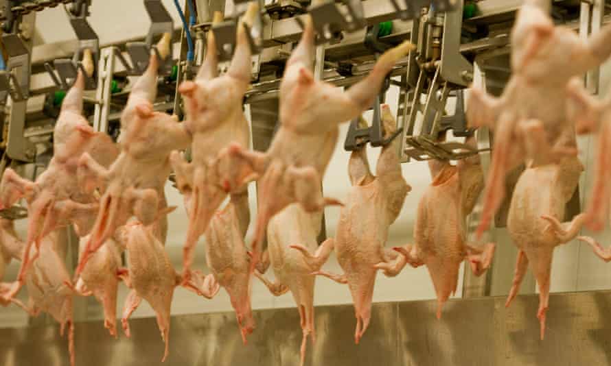chicken carcases in a slaughter house