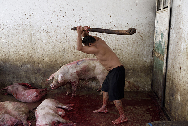 Pigs being slaughtered